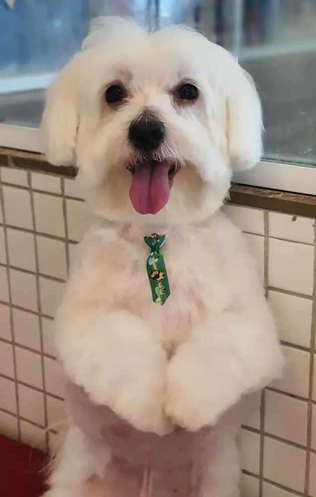 Cão branco depois do banho e tosa