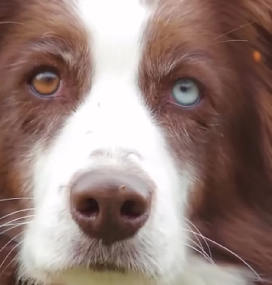 Cão de olhos claros olhando para a câmera